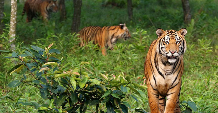 বিশ্ব ঐতিহ্যের তালিকা থেকে বাদ পড়তে পারে সুন্দরবন