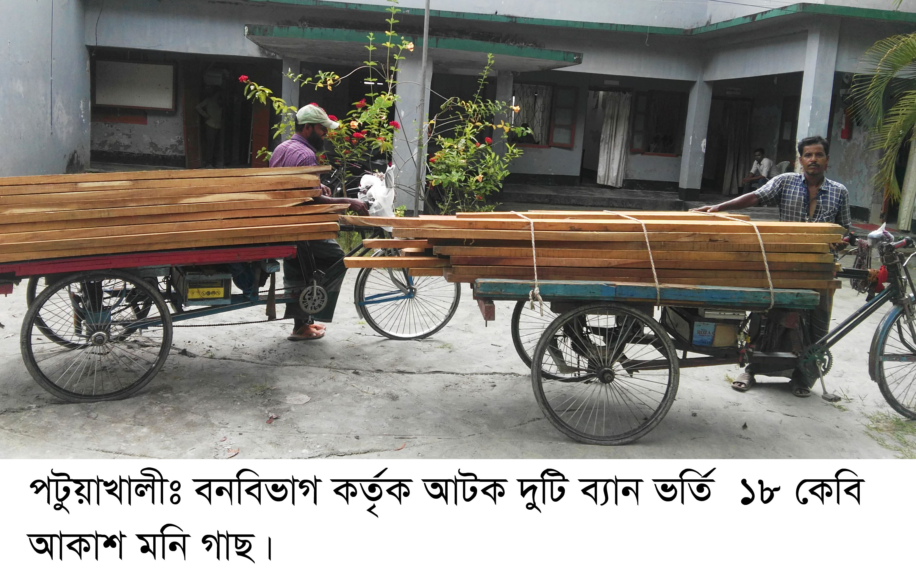 পটুয়াখালীতে সদর রেঞ্জের রেঞ্জ অফিসারের  নেতৃত্বে ১৮ কেবি আকাশ মনি গাছ জব্দ