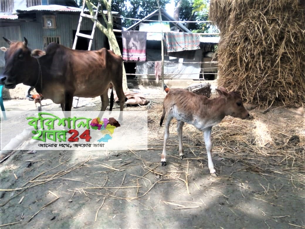 গলাচিপায় একটি বাছুড়ের তিনটি পা নিয়ে জন্ম হওয়ায় উৎসুক জনতার ভীড়