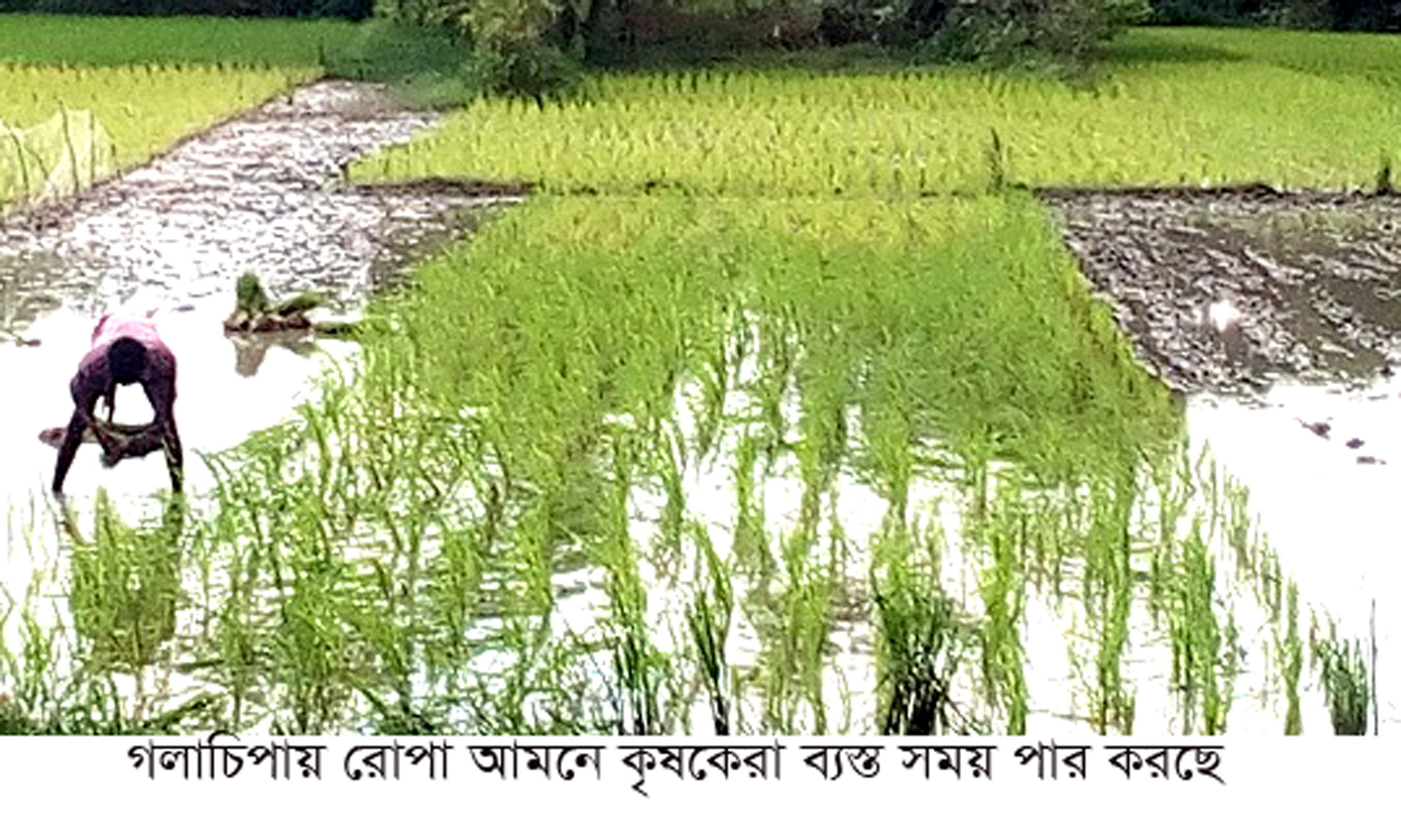 গলাচিপায় রোপা আমনে কৃষকেরা ব্যস্ত সময় পার করছে
