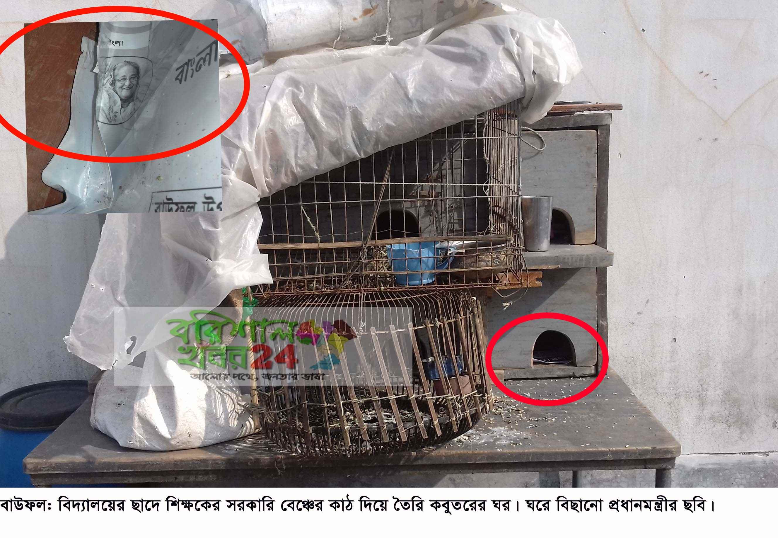 বাউফলে কবুতরের ঘরে প্রধানমন্ত্রীর ছবি