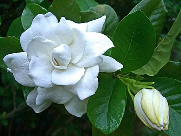 খাঁটি বাংলার ফুল গন্ধরাজ