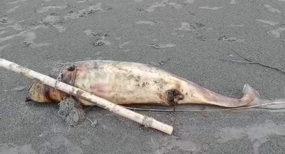 কুয়াকাটা সমুদ্র সৈকত ভেসে আসছে দুইটি ইরাবতী মৃত ডলফিন