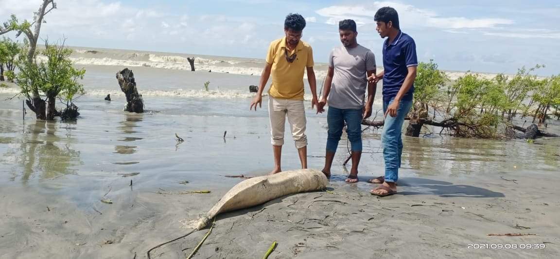 ডলফিন রক্ষায় জরুরী ব্যবস্হা গ্রহণের আহবান