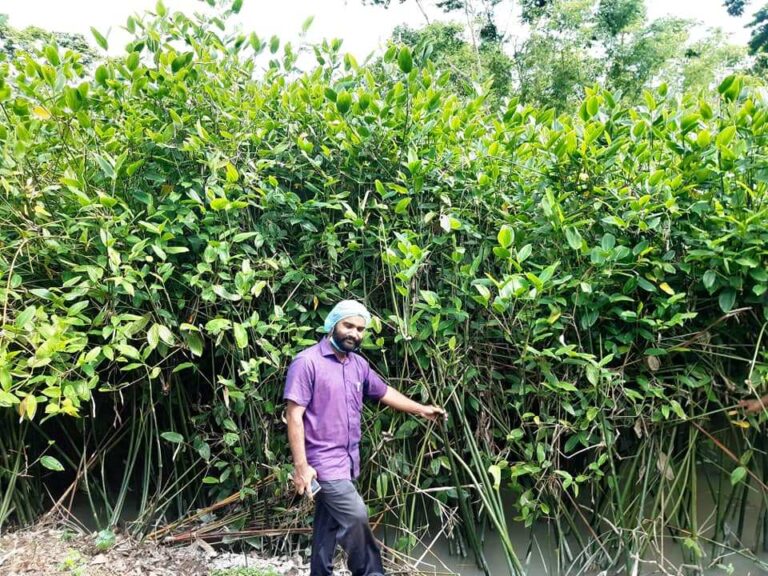 পাটিকররা আজ নিজের পৈত্রিক পেশা নিয়ে চরম ভাবে হতাশাগ্রস্ত :ঝালকাঠিতে শীতল পাটির কারিগরদের জীবন চলছে অভাবে
