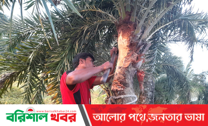রস সংগ্রহের জন্য আর কয়েকদিন পরই খেজুর গাছে ঝুলবে হাঁড়ি