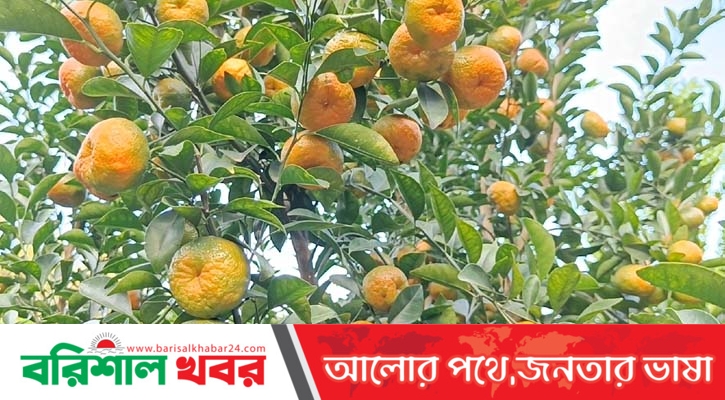চায়না কমলা ফলিয়ে তাক লাগালেন আলমগীর