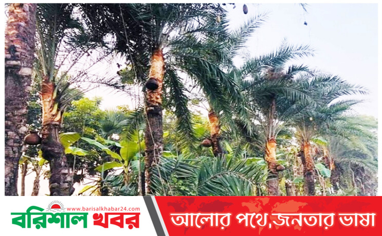বরিশালে বিপুপ্তির পথে  মুখোরোচক খেজুর রস