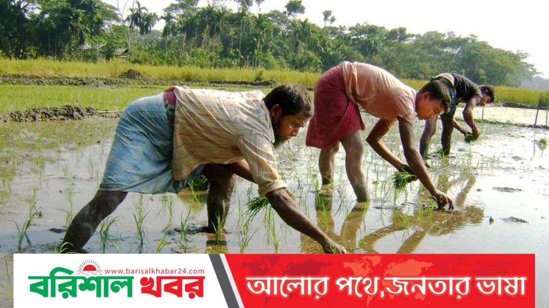 আগৈলঝাড়ায় আগাম বোরো চাষে ব্যস্ত কৃষকেরা 