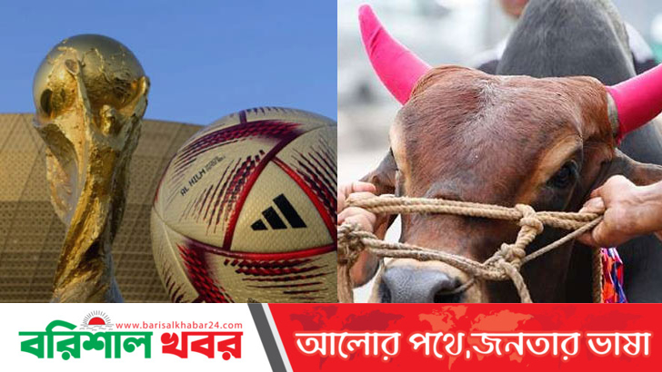 গরু জবাই করে ভূরিভোজের আয়োজন আর্জেন্টিনা সমর্থকদের