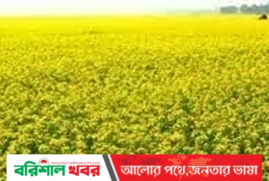 দক্ষিণ-পশ্চিমাঞ্চলের ৬ জেলায় ১৮,৮৩৫ হেক্টর বেশি জমিতে সরিষার আবাদ