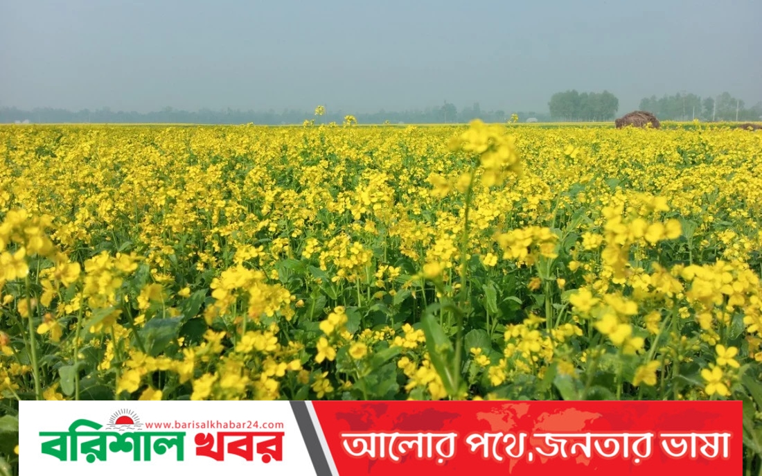 সরিষার হলুদে ঘেরা গ্রামীণ মাঠ।