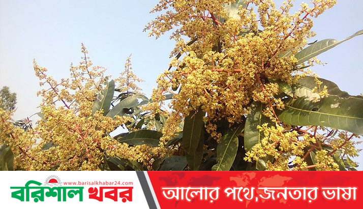 আম গাছে ফুটেছে মুকুল