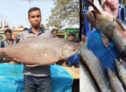 হবিগঞ্জে মাছের মেলায় সোয়া ২ কোটি টাকার বেচাকেনা