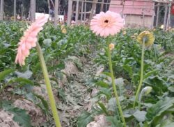 জারবেরা চাষে দিন বদলে গেছে মাগুরার শুভর