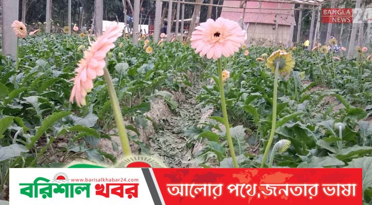 জারবেরা চাষে দিন বদলে গেছে মাগুরার শুভর