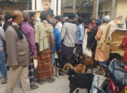 বাবুগঞ্জে ছাগল বিতরণে অনিয়মের অভিযোগ