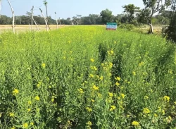 মির্জাগঞ্জে মাঠজুড়ে সবুজ হলুদের সমারোহ