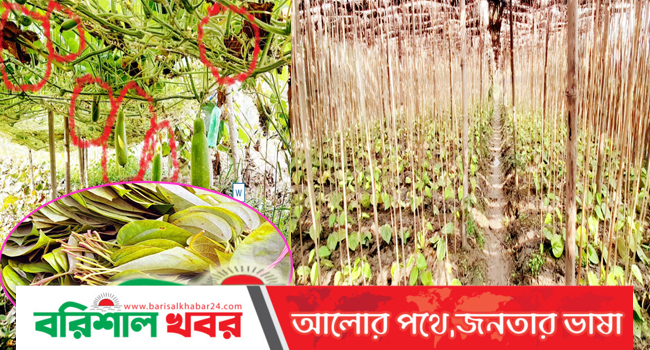 রাজাপুরে শীতে ফসলে পোকার আক্রামণ বেড়েছে, ঝরে যাচ্ছে পান
