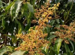 বরগুনায় গাছে গাছে আমের মুকুল