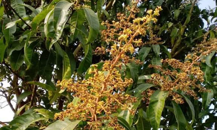 বরগুনায় গাছে গাছে আমের মুকুল
