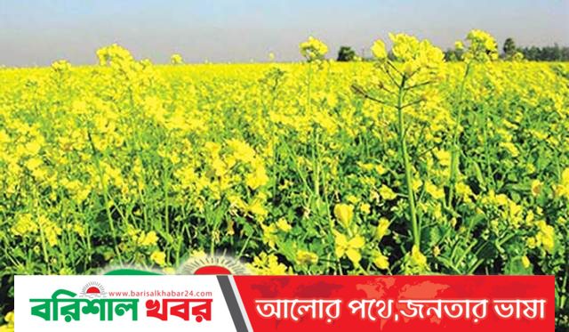 ভোলায় সরিষার বাম্পার ফলনের সম্ভাবনা