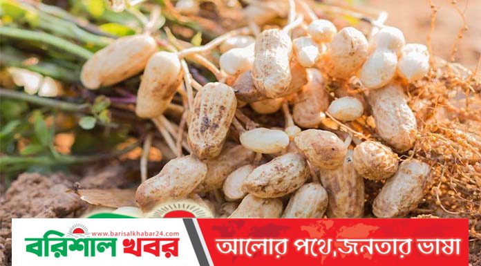 বরগুনায় জনপ্রিয়তা পাচ্ছে চিনা বাদামের চাষ, দামে খুশি চাষিরা!