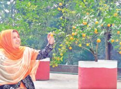 ছাদ বাগান সবুজে সেজেছে স্কুল