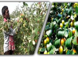 নাটোরে জনপ্রিয়তার শীর্ষে বরই চাষ, লাভবান চাষিরা!