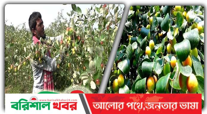নাটোরে জনপ্রিয়তার শীর্ষে বরই চাষ, লাভবান চাষিরা!