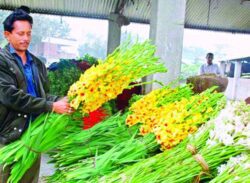 ঘুরে আসুন ‌`ফুলের রাজধানী` গদখালী