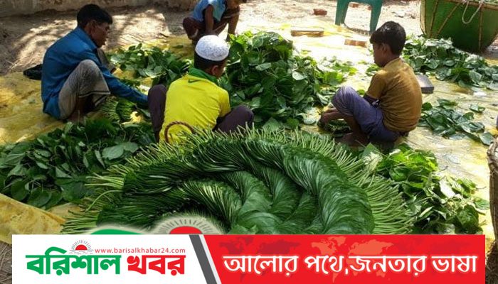 কুষ্টিয়ার পান যাচ্ছে মধ্যপ্রাচ্যে :লাভবান হচ্ছেন কৃষক