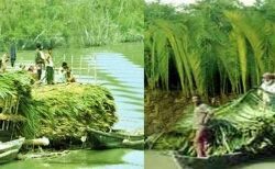 সুন্দরবনে গোলপাতা আহরন মৌসুম শুরু,নির্বিঘে গোলপাতা কাটতে পেরে খুশি বাওয়ালিরা