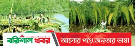 সুন্দরবনে গোলপাতা আহরন মৌসুম শুরু,নির্বিঘে গোলপাতা কাটতে পেরে খুশি বাওয়ালিরা