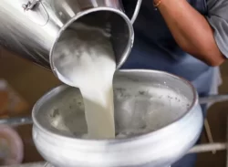 নামেই তরল দুধ, খাচ্ছি কেমিক্যাল আর্টিফিশিয়াল দুধ:  শরীরে বাসা বাঁধছে ক্যানসারসহ মরণব্যাধি