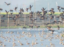 অতিথি পাখির আগমনে শোভা বেড়েছে বাফলা বিলের