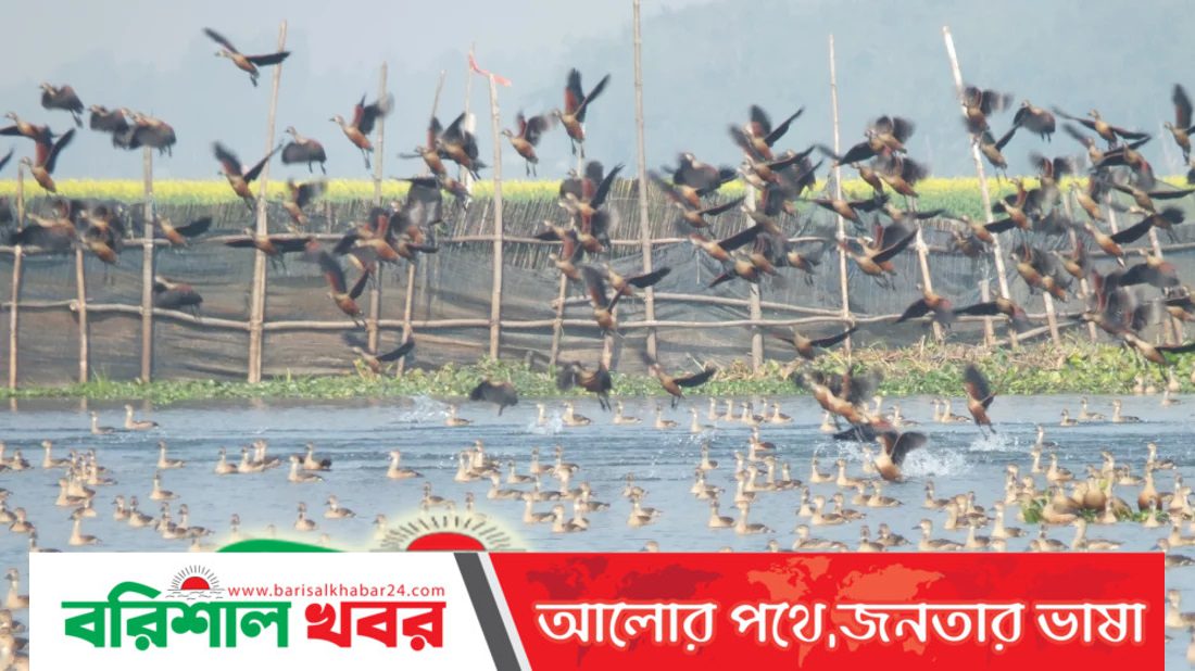 অতিথি পাখির আগমনে শোভা বেড়েছে বাফলা বিলের