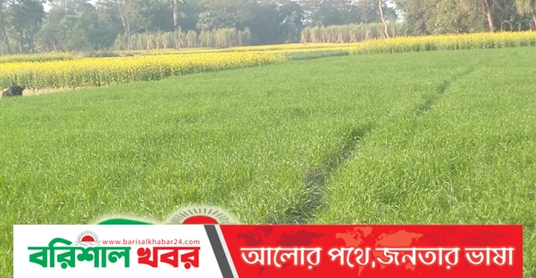 শিবচরে গম চাষে আগ্রহী হচ্ছেন কৃষকরা