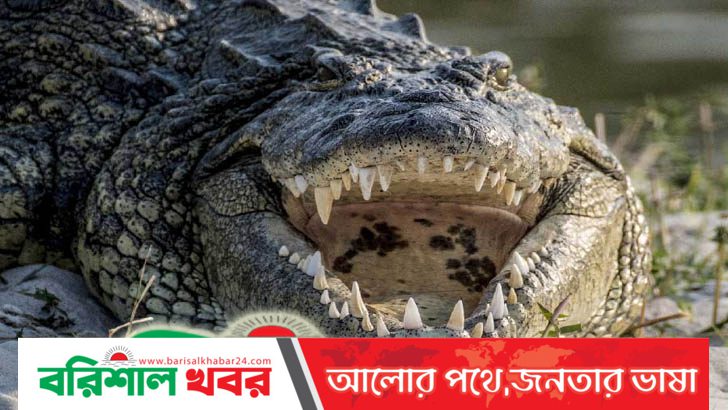 ৩০০ মানুষকে গিলে খেয়েছে নীল নদের সেই কুমির!