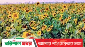 বরগুনায় ২৪ হাজার হেক্টর জমিতে সূর্যমুখী চাষের লক্ষ্যমাত্রা নির্ধারণ