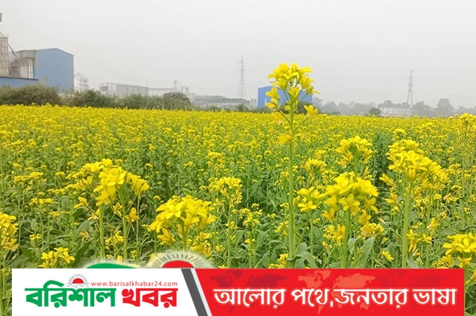 ব্রাহ্মণবাড়িয়ায় সরিষার বাম্পার ফলনের আশা