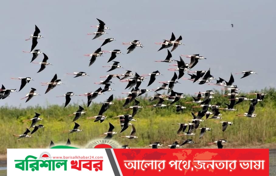 ভোলার বিভিন্ন চরাঞ্চলে অতিথি পাখিদের মেলা