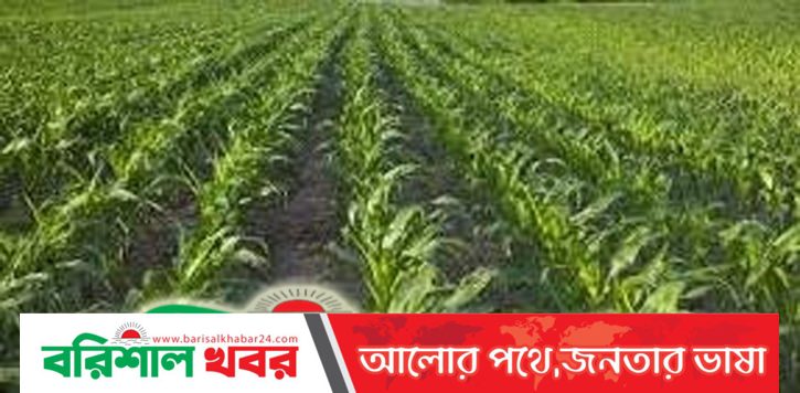 টাঙ্গাইলে হাইব্রিড জাতের ভুট্টার বাম্পার ফলনের সম্ভাবনা