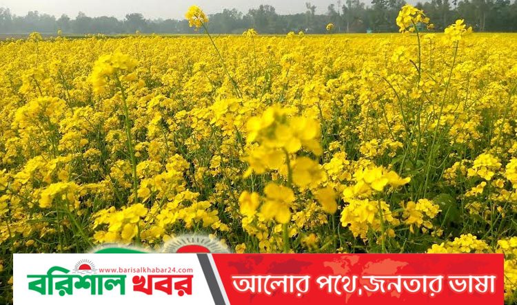 টাঙ্গাইলে সরিষার বাম্পার ফলনের হাতছানিতে কৃষকের চোখে-মুখে হাসি