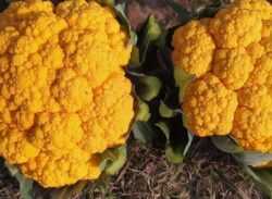 রঙিন ফুলকপি চাষে সফল কৃষক