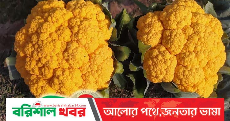 রঙিন ফুলকপি চাষে সফল কৃষক