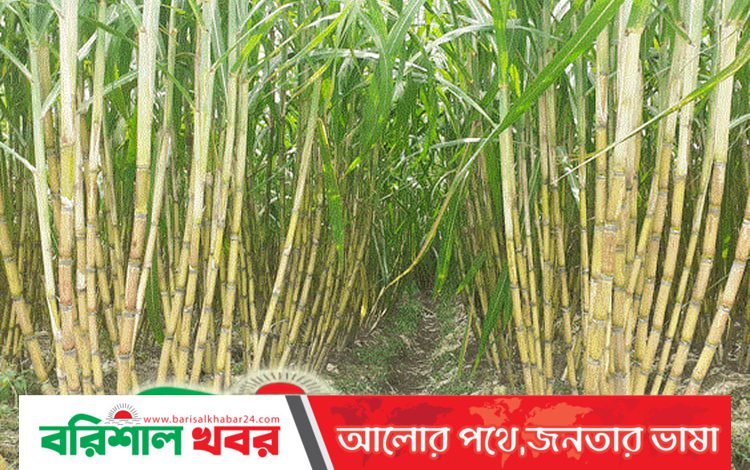 আখ চাষে ফের আগ্রহী এখন ঠাকুরগাঁয়ের কৃষকরা : চলতি মৌসুমে আবাদ দ্বিগুণ