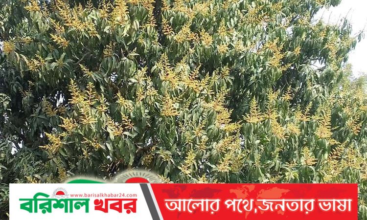 মেহেরপুরে আমের মুকুলে ভরে গেছে গাছ