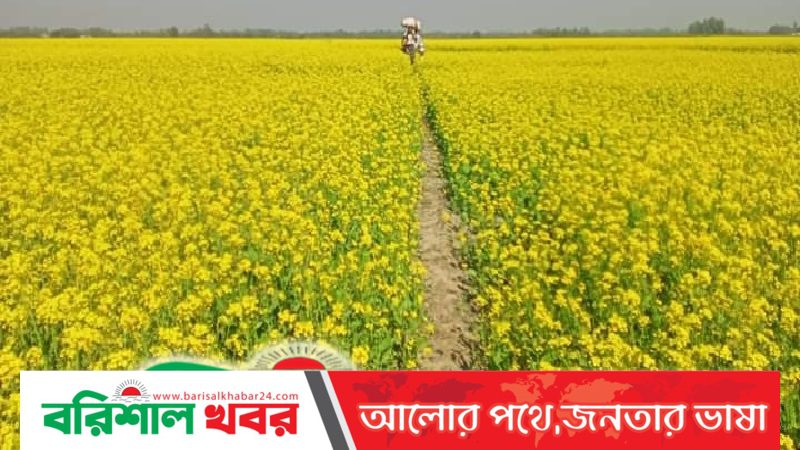 হিমেল বাতাসে দোল খাচ্ছে সরিষা ফুল