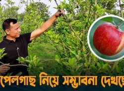আপেল চাষে স্বপ্ন বুনছেন সিরাজগঞ্জের বোরহান!